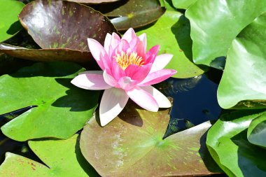 Gölette büyüyen nilüfer çiçeği