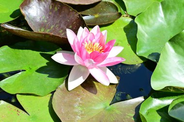 Gölette büyüyen nilüfer çiçeği