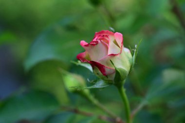 Bahçedeki güzel kırmızı gülü yakından çek.