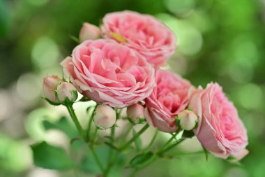 Yumuşak gül yapraklarının kıvrımları