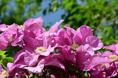 Bahçedeki güzel çiçekler. 