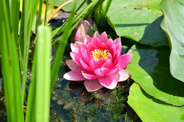 Gölette büyüyen nilüfer çiçeği