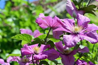 Bahçedeki güzel çiçekler. 