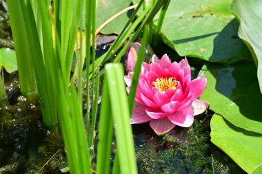 Gölette büyüyen nilüfer çiçeği