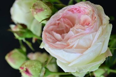 Yumuşak gül yapraklarının kıvrımları