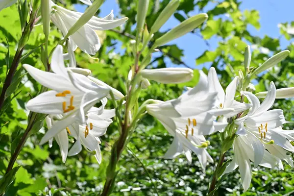 Bahçedeki güzel çiçekler. 