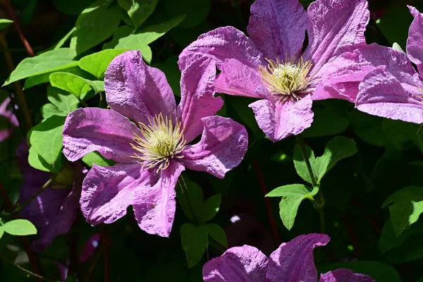 Bahçedeki güzel çiçekler. 