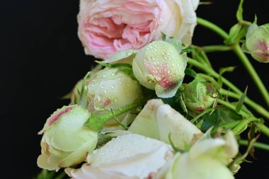 Güzel bir buket pembe gül siyah arkaplanda