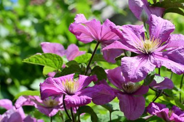 Bahçedeki güzel çiçekler. 