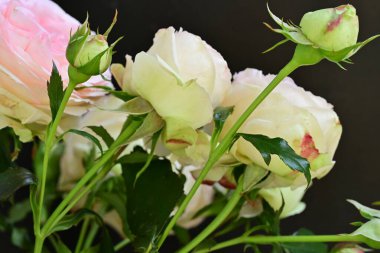 Güzel çiçeklere yakın, yaz konsepti. 