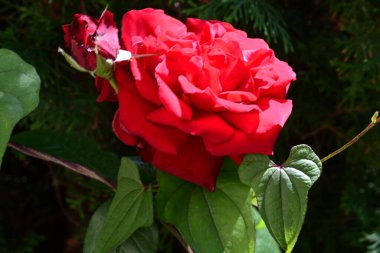 Yaz bahçesinde açan güzel çiçekler, yakın plan.                     