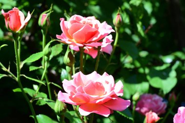 Yaz bahçesinde açan güzel pembe güller.