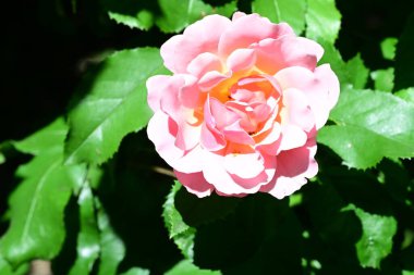 Taze pembe gül çalısı sessiz ışıkta