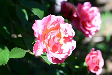 Saf beyaz gül çalısı usulca çiçek açıyor.