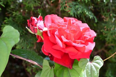 Saf beyaz gül çalısı usulca çiçek açıyor.