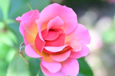 Taze pembe gül çalısı sessiz ışıkta