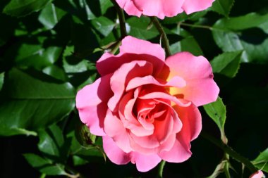 Taze pembe gül çalısı sessiz ışıkta