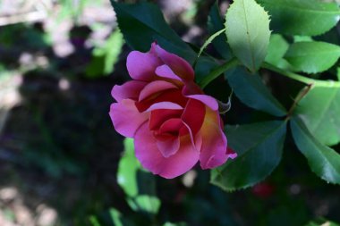 Taze pembe gül çalısı sessiz ışıkta