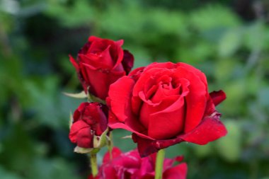 Bahçede kırmızı gül çiçeği