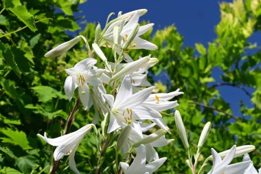 Bahçedeki beyaz zambak çiçekleri. Kapat - kapat. 