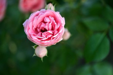 Saf beyaz gül çalısı usulca çiçek açıyor.