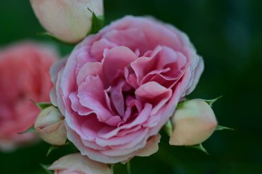 Sabah ışığı yumuşak gül yapraklarına dokunuyor