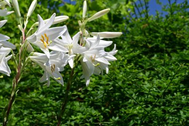 Yaz bahçesinde yetişen beyaz zambak çiçekleri