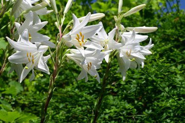 Yaz bahçesinde yetişen beyaz zambak çiçekleri