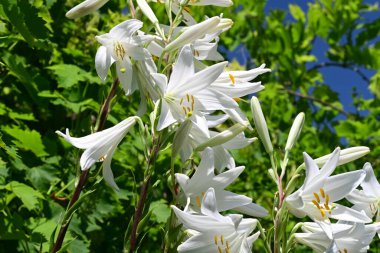 Yaz bahçesinde yetişen beyaz zambak çiçekleri