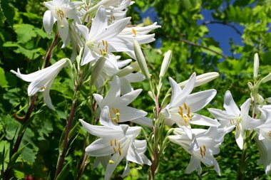 Yaz bahçesinde yetişen beyaz zambak çiçekleri