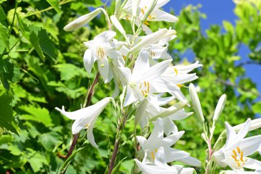 Yaz bahçesinde yetişen beyaz zambak çiçekleri