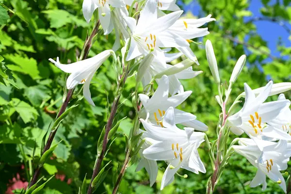 Yaz bahçesinde yetişen beyaz zambak çiçekleri