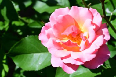 Gül çalılıklarında doğal uyum. Yakın plan.