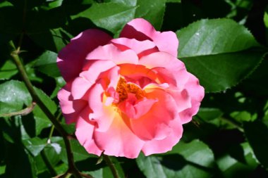 Gül çalılıklarında doğal uyum. Yakın plan.