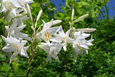 Yaz bahçesinde yetişen beyaz zambak çiçekleri