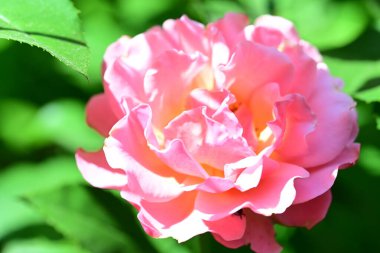 Gül çalılıklarında doğal uyum. Yakın plan.