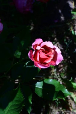 Gül çalılıklarında doğal uyum. Yakın plan.