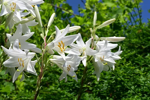 Yaz bahçesinde yetişen beyaz zambak çiçekleri