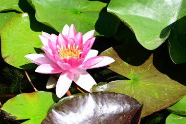 Gölette büyüyen nilüfer çiçeği