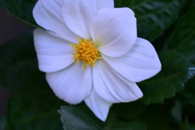 Güzel çiçeklere yakın, yaz konsepti. 