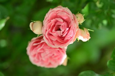 Sabah ışığı yumuşak gül yapraklarına dokunuyor