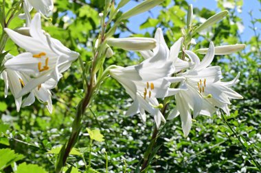 Yaz bahçesinde yetişen beyaz zambak çiçekleri