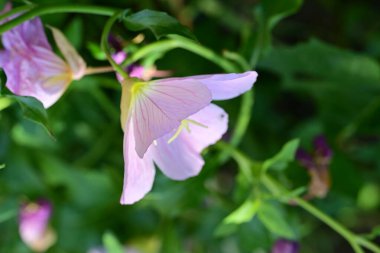 Yaz bahçesinde açan güzel çiçekler, yakın plan.                     