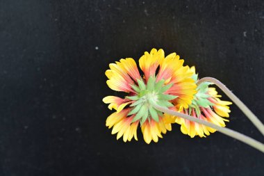 Koyu arkaplanda güzel narin çiçeklerin yakın plan görüntüsü    