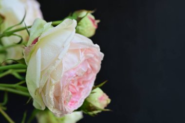 Güzel bir buket pembe gül siyah arkaplanda