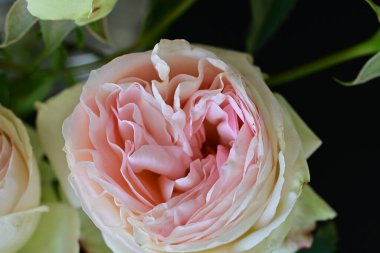 Bahçedeki gül çiçeğine yaklaş. 