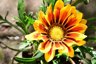 Bahçede güzel sarı çiçekler, çiçek konsepti...