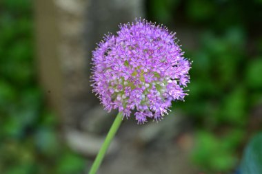Güzel çiçeklere yakın, yaz konsepti. 