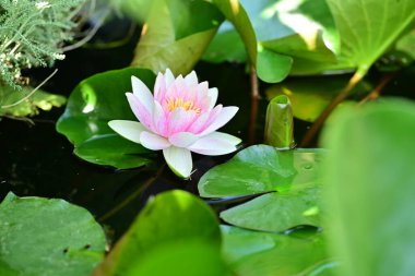 Yeşil yapraklı güzel nilüfer çiçeği, gölde pembe nilüfer çiçeği.