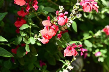 Yaz bahçesinde açan güzel çiçekler, yakın plan.                     